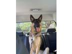 Adopt Zeke a Black - with Tan, Yellow or Fawn German Shepherd Dog / Mixed dog in