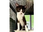 Adopt Patchy a Black & White or Tuxedo Domestic Shorthair / Mixed (short coat)