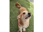 Adopt Charles a Brown/Chocolate - with White Corgi / Mixed dog in Calgary