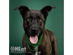 Adopt Hank a Black - with White German Shepherd Dog / Labrador Retriever / Mixed