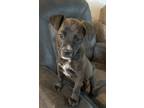 Adopt Kenai a Black Terrier (Unknown Type, Small) / Mixed dog in Kerrville