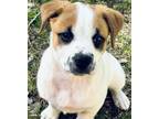 Adopt Finley a Brown/Chocolate - with White Collie / Coonhound (Unknown Type) /