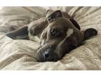 Adopt Chance a Brindle - with White American Staffordshire Terrier / Boxer /