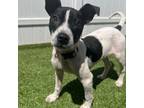 Adopt Pippi a White - with Black Rat Terrier / Mixed dog in BROOKLYN