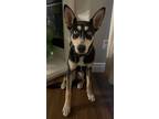 Adopt Dewey a Black - with Tan, Yellow or Fawn Husky / Australian Cattle Dog /