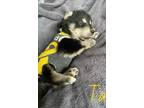 Adopt Tai a Black - with Tan, Yellow or Fawn Siberian Husky / Goldendoodle /