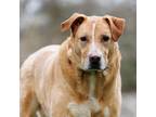 Adopt Prince a Red/Golden/Orange/Chestnut - with White Labrador Retriever /