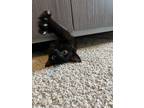 Adopt Doku a Black & White or Tuxedo Bombay / Mixed (short coat) cat in