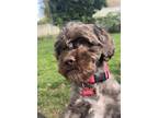 Adopt Nayla a Gray/Blue/Silver/Salt & Pepper Schnoodle / Havanese / Mixed dog in