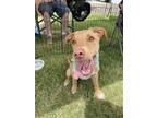 Adopt THOMAS a Tan/Yellow/Fawn - with White Labrador Retriever / Mixed dog in