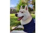 Adopt Sho a White - with Red, Golden, Orange or Chestnut Husky / Mixed dog in