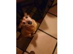 Adopt Bentley a Red/Golden/Orange/Chestnut - with White Mutt / Mixed dog in