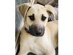 Adopt Ozzi a Tan/Yellow/Fawn - with Black Labrador Retriever / Great Pyrenees /