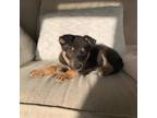 Adopt Duke a Black - with Tan, Yellow or Fawn German Shepherd Dog / Husky /