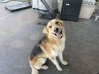 Adopt Rex a Red/Golden/Orange/Chestnut German Shepherd Dog / Mixed dog in marble