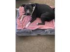 Adopt Bella a Gray/Blue/Silver/Salt & Pepper American Pit Bull Terrier / Mixed