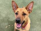 Adopt Bella a Tan/Yellow/Fawn American Pit Bull Terrier / Mixed Breed (Medium) /