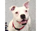 Adopt Rebel a American Pit Bull Terrier dog in Yankton, SD (40598727)
