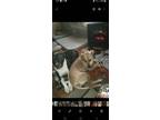 Adopt Calliope a Tan/Yellow/Fawn - with White American Pit Bull Terrier / Mixed