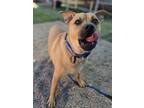 Adopt Daphne a Tan/Yellow/Fawn Mastiff / Pug / Mixed dog in Phoenix