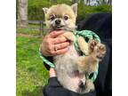 Adopt RJ a Gray/Blue/Silver/Salt & Pepper Pomeranian / Mixed dog in Ossining