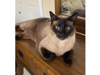 Adopt Summer a Tan or Fawn (Mostly) Siamese (short coat) cat in Fairborn