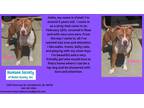 Adopt Violet a American Pit Bull Terrier / Mixed dog in Kendallville