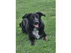 Adopt Nova a Black - with Gray or Silver Border Collie / Mixed dog in Manteca