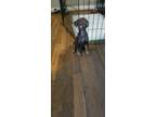 Adopt ADOPTION PENDING: Rubble a Brown/Chocolate - with Tan Miniature Pinscher /