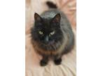 Adopt Antionette a All Black Maine Coon (long coat) cat in Ypsilanti