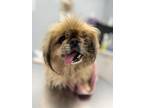 Adopt Whitney a Brown/Chocolate - with Black Pekingese / Mixed dog in Chicago