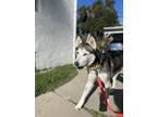 Adopt Hailey a White - with Black Husky / Shiba Inu / Mixed dog in Los Angeles