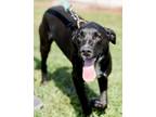 Adopt Pee Wee - Adoption Grant Eligible! a Labrador Retriever / Pointer / Mixed