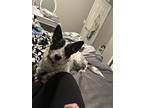 Adopt Maloo a White - with Black Australian Cattle Dog / Mixed dog in Alva