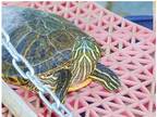 Adopt NEMO a Turtle - Other reptile, amphibian, and/or fish in Pasadena