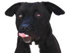 Adopt ARETHA a Black - with White Labrador Retriever / Basset Hound / Mixed dog