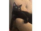 Adopt Pumpkin a All Black Domestic Shorthair / Mixed (short coat) cat in
