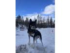 Adopt Zeus a Black - with White German Shepherd Dog / Mixed dog in Irving