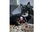 Adopt Koda a Black - with Tan, Yellow or Fawn German Shepherd Dog / Husky /