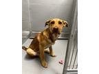 Adopt REMY a Labrador Retriever / Mixed Breed (Medium) / Mixed dog in Midwest