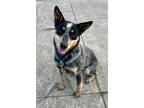 Adopt Equinox a Black Australian Cattle Dog / Mixed (short coat) dog in