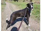 Adopt Lola a Black - with White Border Collie / Mutt / Mixed dog in San Pedro