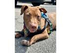 Adopt Baby (fka Baby Shark) a Brown/Chocolate - with White Pit Bull Terrier /