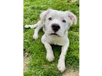 Adopt Rocky a White Great Pyrenees / Mixed dog in Bethel, CT (41349297)