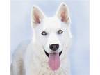 Adopt MONTY a White German Shepherd Dog / Mixed dog in Pasadena, CA (41184818)