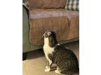 Adopt Lovey a Gray, Blue or Silver Tabby American Shorthair / Mixed (short coat)