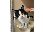 Adopt First Aid Kit a White Domestic Shorthair / Mixed Breed (Medium) / Mixed