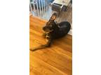 Adopt Claudio a Gray/Blue/Silver/Salt & Pepper Catahoula Leopard Dog / Labrador