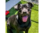 Adopt Shrimp a Labrador Retriever / Mixed dog in Des Moines, IA (41054566)