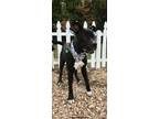 Adopt Chicago a American Pit Bull Terrier / Mixed Breed (Medium) / Mixed dog in
